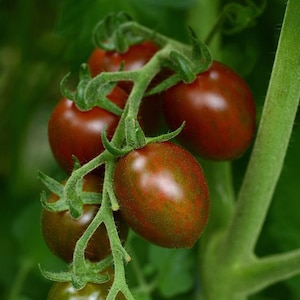 May include: Close-up of a cluster of small, dark red tomatoes with green stems and leaves. The tomatoes have a slightly elongated shape and a glossy finish.