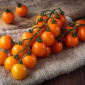 May include: A bunch of orange tomatoes on a vine, with some individual tomatoes scattered on a burlap surface.