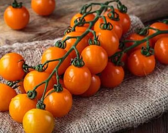 Tomate Sunsugar / Dos plantas vivas para jardín / Sin OGM, indeterminado, color cereza amarillo, madura a naranja