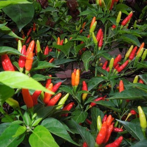 Puede incluir: Primer plano de una planta con muchos chiles rojos y naranjas creciendo en ella. Los chiles son de varios tama&ntilde;os y formas, y algunos todav&iacute;a est&aacute;n verdes. La planta est&aacute; creciendo en un jard&iacute;n o campo.