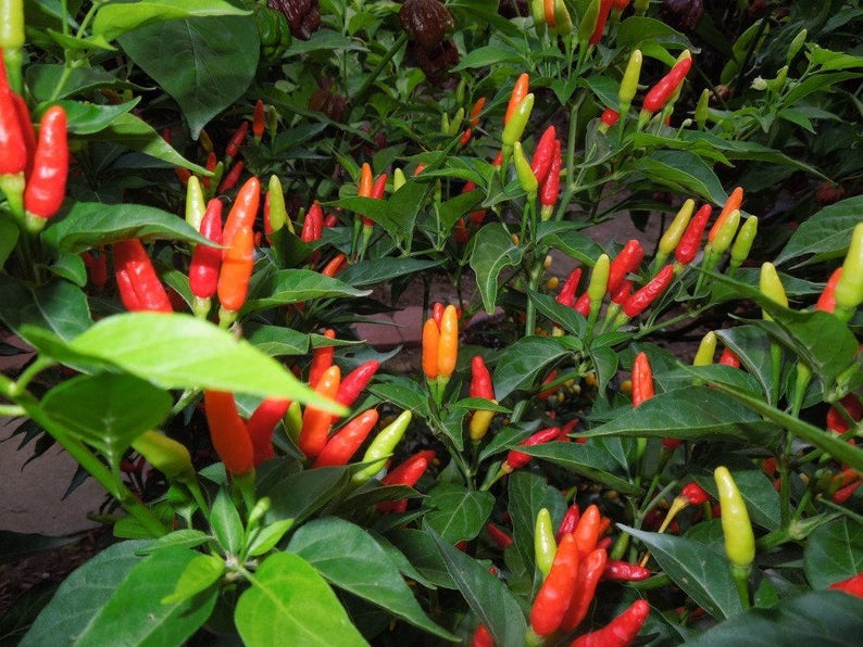 Puede incluir: Primer plano de una planta con muchos chiles rojos y naranjas creciendo en ella. Los chiles son de varios tama&ntilde;os y formas, y algunos todav&iacute;a est&aacute;n verdes. La planta est&aacute; creciendo en un jard&iacute;n o campo.