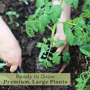 Sweet Baby Girl Tomato Plants | Two Live Garden Plants | Non-GMO, Indeterminate, Crack-Resistant