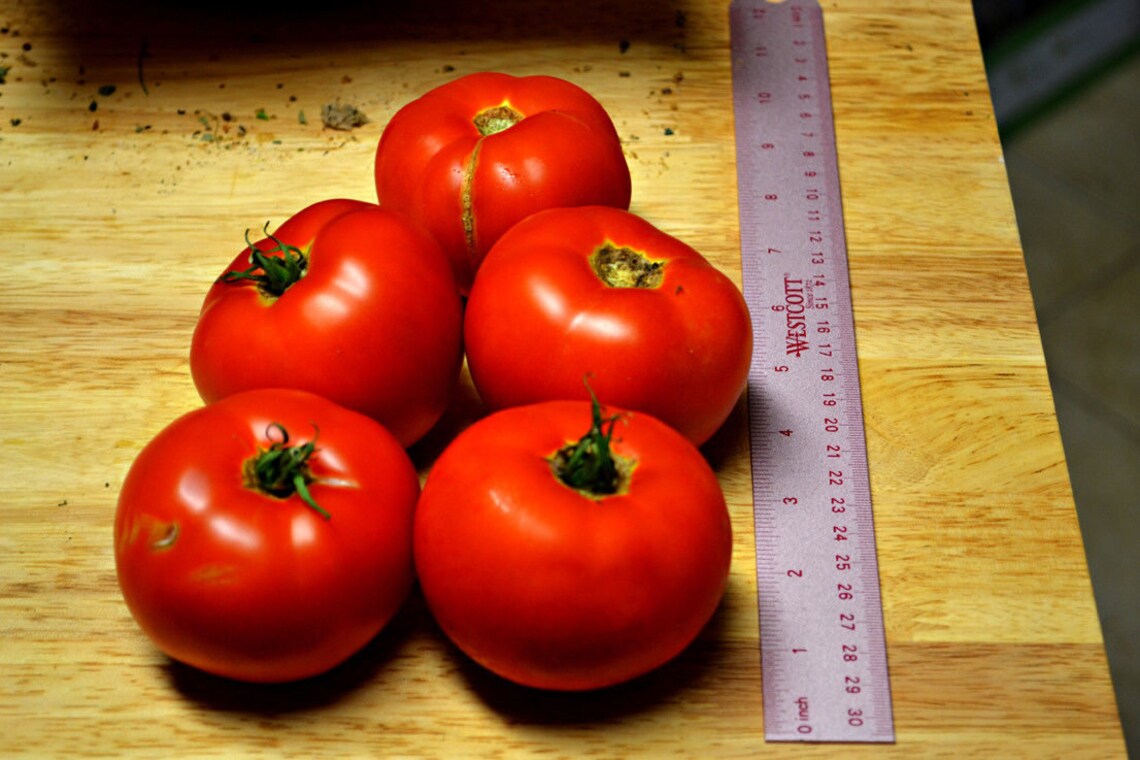 Two Live Plants Early Girl Tomato Plant 5 Inch to 7 Inch Tall Etsy