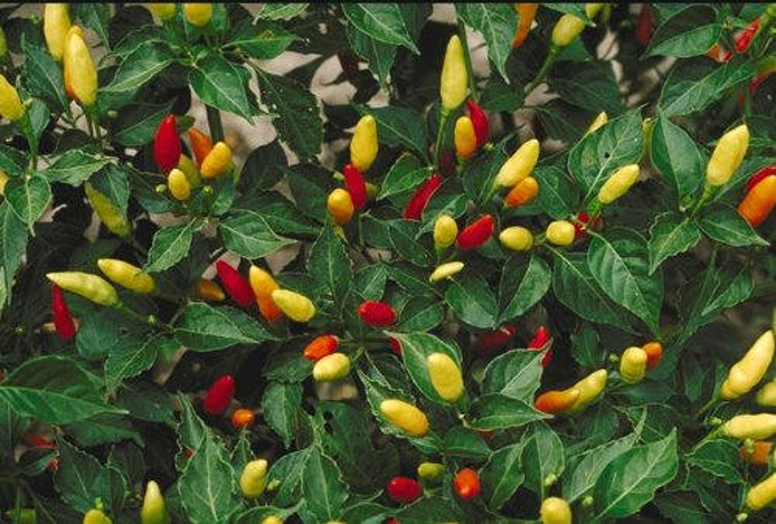 Two Live Plants Tabasco Pepper Plant NONGMO 47 Inches Tall Etsy UK