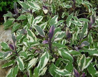 Tricolor Sage Herb Plants | Two Live Garden Plants | Non-GMO, Aromatic Herb, Interesting Color & Texture