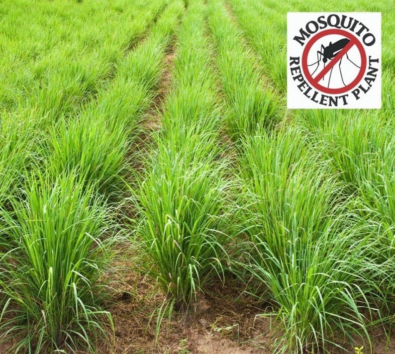Deux 2 grandes plantes de citronnelle vivantes SANS OGM chacune de 10 à 20 cm de haut dans des pots de 10 cm (4 po.) Entreprise familiale depuis 1957 image 1