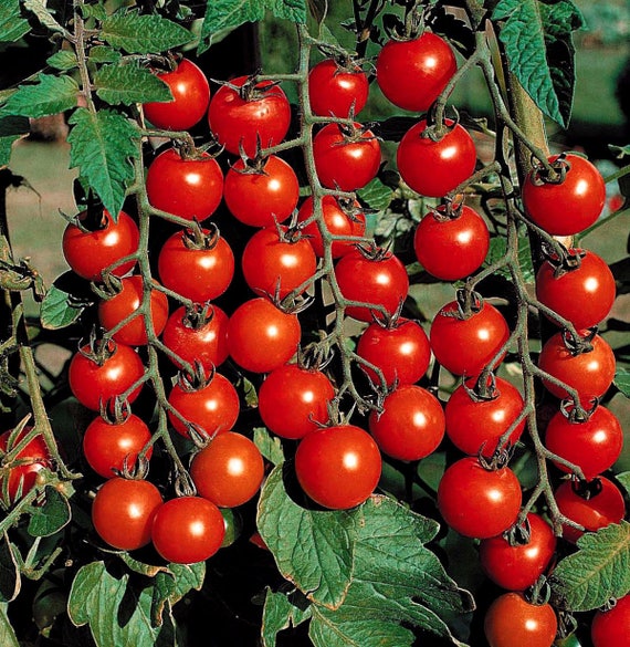 Two Live Plants Sweet 100 Tomato Plant NON-GMO 3 to 7 Inches Tall in 3.5  Inch Pots Family Run Business Since 1957 - Etsy