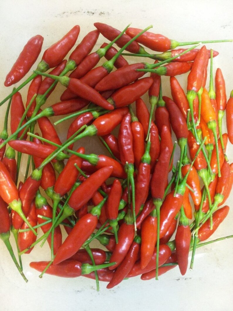 Puede incluir: Un bol lleno de chiles rojos brillantes con tallos verdes.