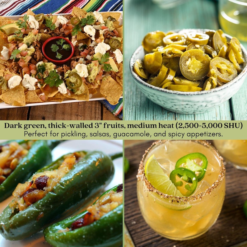 Early Jalapeño Pepper Plant | Two Live Plants | Non-GMO | Medium Hot Pepper | High Yield