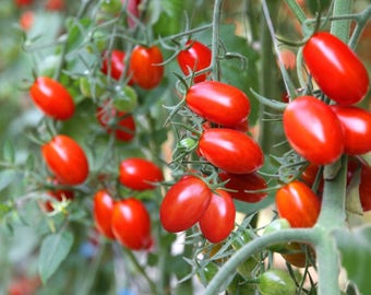 Two Live Plants Little Napoli Roma Tomato 4 to 7 inches Tall in 3.5 Inch Pots Family Run Business Since 1957