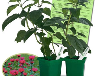 May include: Two green potted plants with large green leaves and stems. A circular image shows pink flowers. A plant care guide is in the background. Each pot has a white label with the word "CLOVERS" and a green logo.