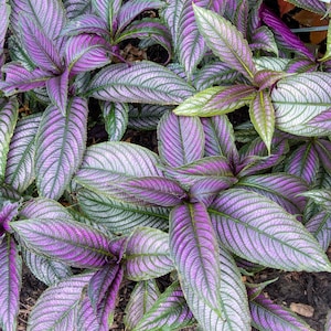 May include: Close-up of a plant with large, purple and green leaves. The leaves have a prominent veined pattern and a silvery sheen.