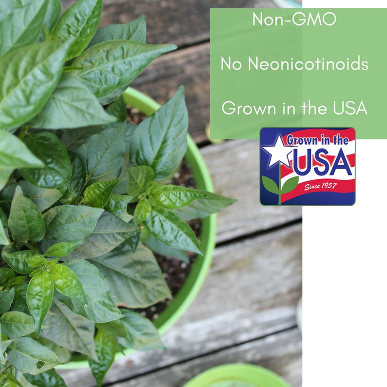 May include: A green potted plant with dark green leaves. The plant is labeled as Non-GMO, No Neonicotinoids, and Grown in the USA. The label also includes a red, white, and blue star with the words "Grown in the USA" and "Since 1957".