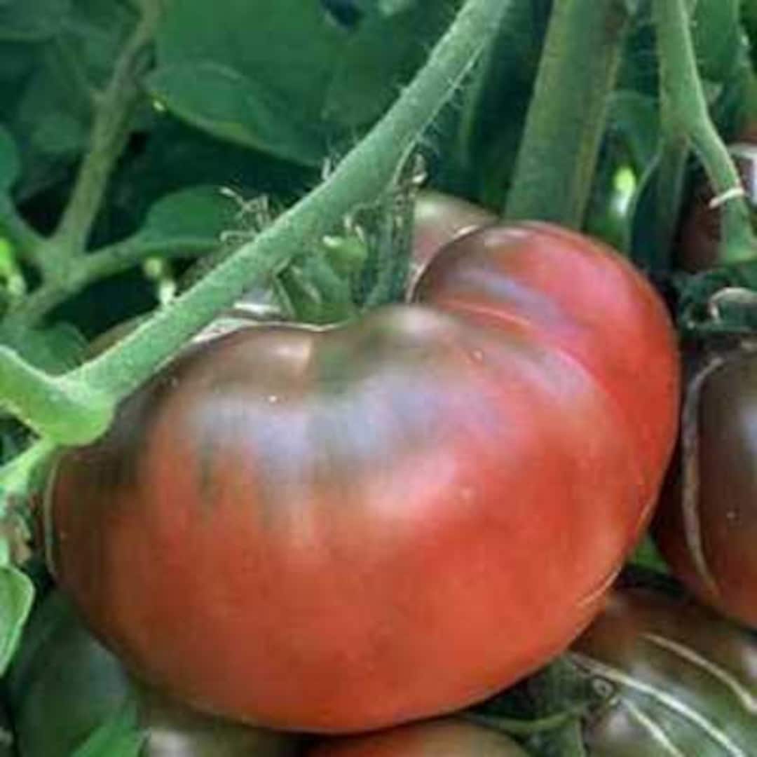 Black Krim Tomato Plants | Two Live Garden Plants | Non-gmo, Heirloom