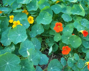 Two 2 Live Plants Nasturtium Plant Each 4 Inch To 7 Inch Tall In 3.5 Inch Pots Family Run Business Since 1957