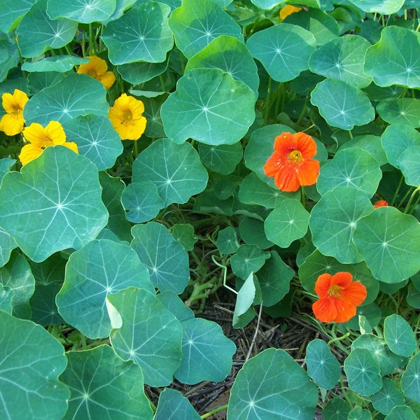 Two 2 Live Plants Nasturtium Plant Each 4 Inch To 7 Inch Tall In 3.5 Inch Pots Family Run Business Since 1957