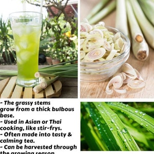 Deux 2 grandes plantes de citronnelle vivantes SANS OGM chacune de 10 à 20 cm de haut dans des pots de 10 cm (4 po.) Entreprise familiale depuis 1957 image 4