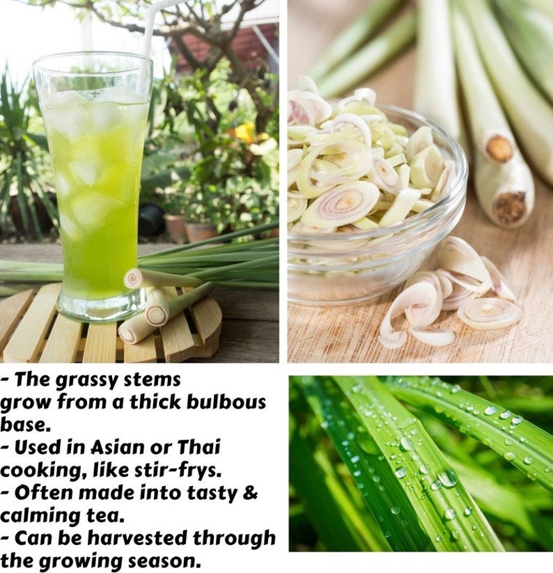 Deux 2 grandes plantes de citronnelle vivantes SANS OGM chacune de 10 à 20 cm de haut dans des pots de 10 cm (4 po.) Entreprise familiale depuis 1957 image 4