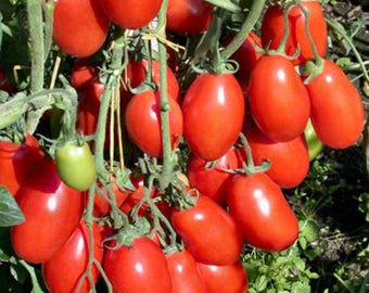 Two 2 Live Plants San Marzano Tomato Plant 5-7 Inches Tall In 3.5 Inch Pots NON-GMO Family Run Business Since 1957