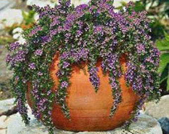 Two 2 Live Plants Trailing Rosemary Plant  Each 4-7 Inches Tall In 3.5 Inch Pots Family Run Business Since 1957