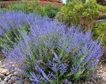 May include: A large patch of blue Russian sage flowers growing in a garden setting. The flowers are in full bloom and are surrounded by rocks.