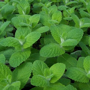 Two Live Plants Apple Mint Plant Each 4-7 Inches in 3.5 Inch Pots ...