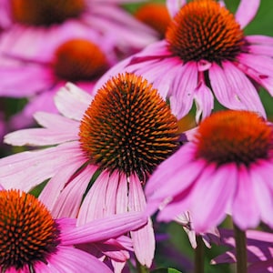 Coneflower (Echinacea) Primadonna Deep Rose | Two Live Plants | Hardy Flowering Perennial
