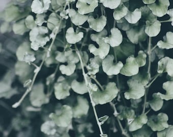 Dichondra Silver Falls | Two Live Plants | Non-GMO | Cascading, Silver Foliage, Heat Drought Tolerant