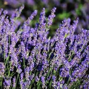 French Lavender | Two Live Herb Plants | Non-GMO, Everblooming, Mild Scent, Dries Well
