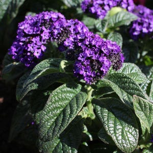 May include: A close-up of a plant with vibrant purple flowers and dark green leaves. The flowers are clustered together in a dense, rounded shape, creating a striking contrast against the foliage.