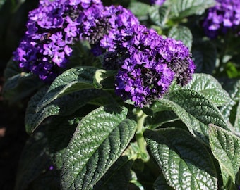 Heliotropo / Dos plantas vivas / Sin OGM / Apto para polinizadores / Flores fragantes