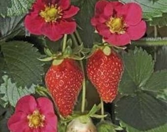 Fresa Toscana - Dos plantas - ¡Flores rosas!