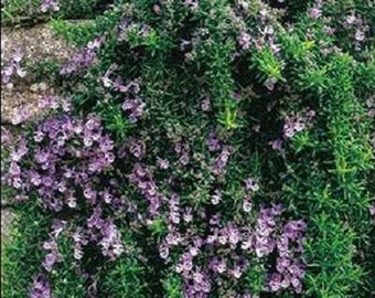 Trailing Rosemary | Two Live Herb Plants | Non-GMO, Cascading Growth, Versatile Uses
