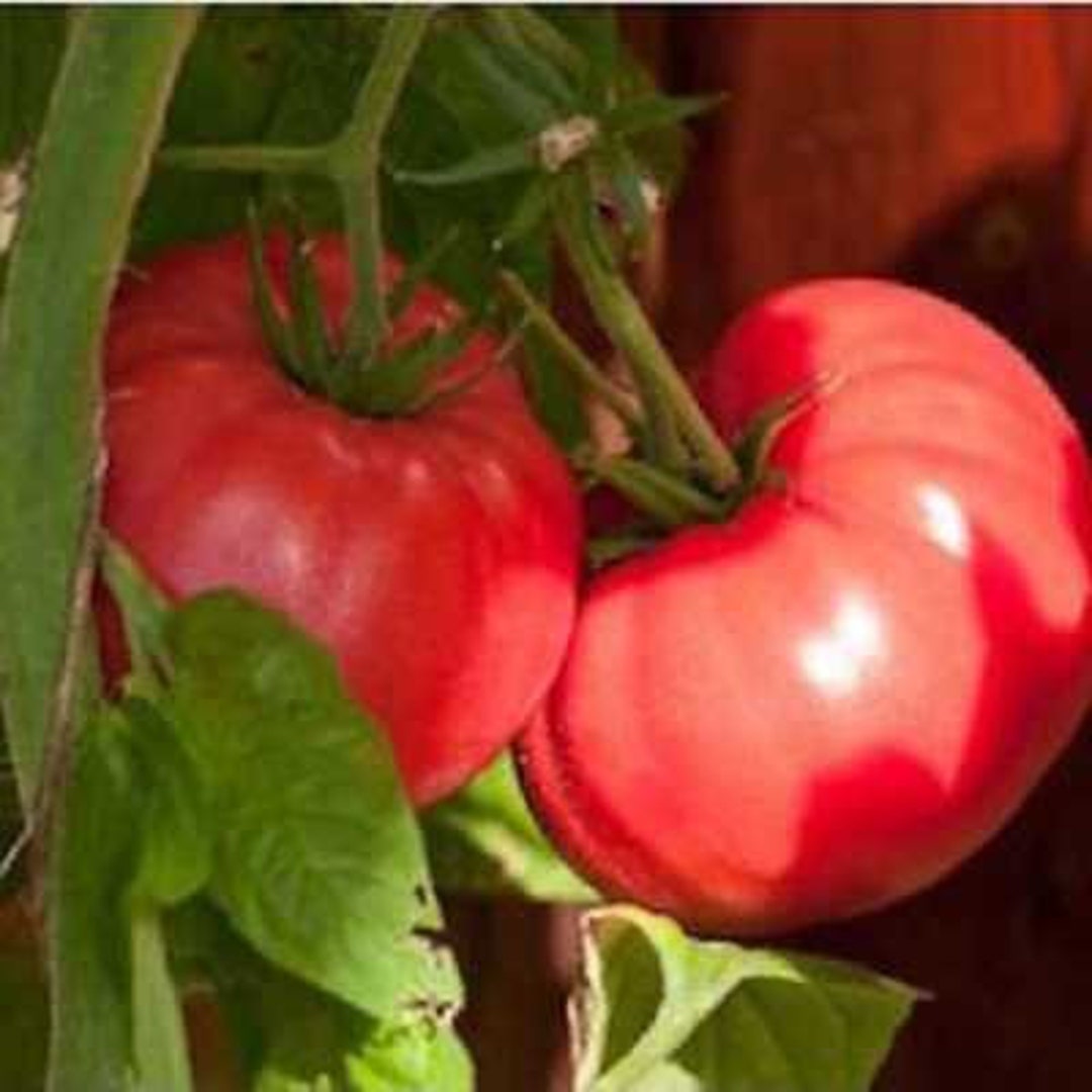 Brandywine Pink Tomato Plants Two Live Garden Plants Nongmo, Amish