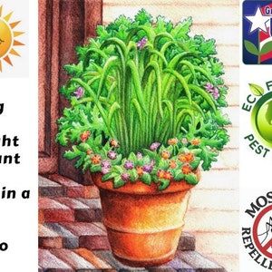 May include: A potted plant with green leaves and small pink and orange flowers. The plant is labeled as a mosquito repellent plant and is described as sun-loving, drought tolerant, easy to grow, and great in a pot. The plant is also labeled as grown in the USA since 1957 and eco-friendly pest control.