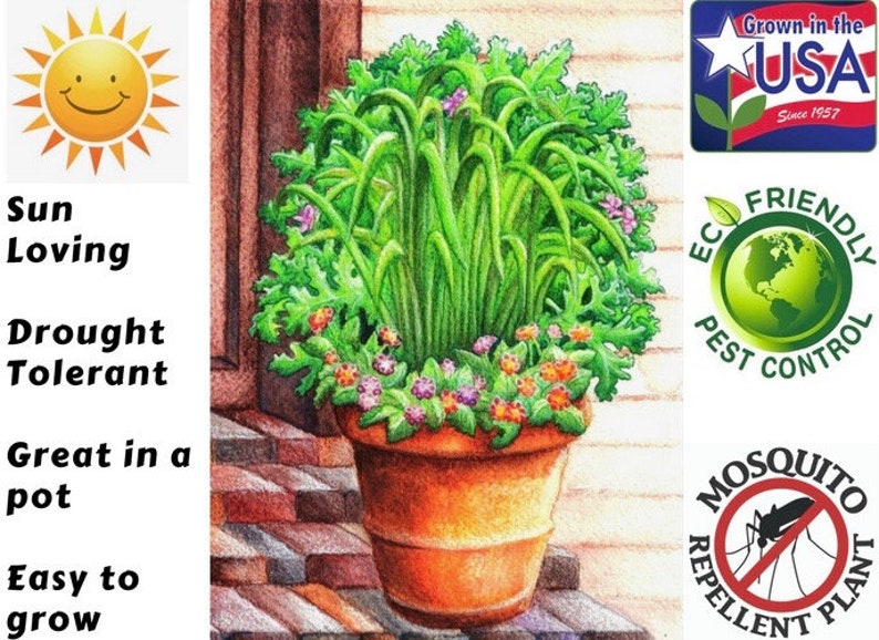 May include: A potted plant with green leaves and small pink and orange flowers. The plant is labeled as a mosquito repellent plant and is described as sun-loving, drought tolerant, easy to grow, and great in a pot. The plant is also labeled as grown in the USA since 1957 and eco-friendly pest control.