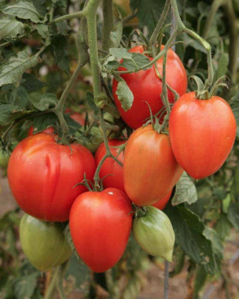 Two Live Plants Amish Paste Roma Plum Tomato NONGMO 4