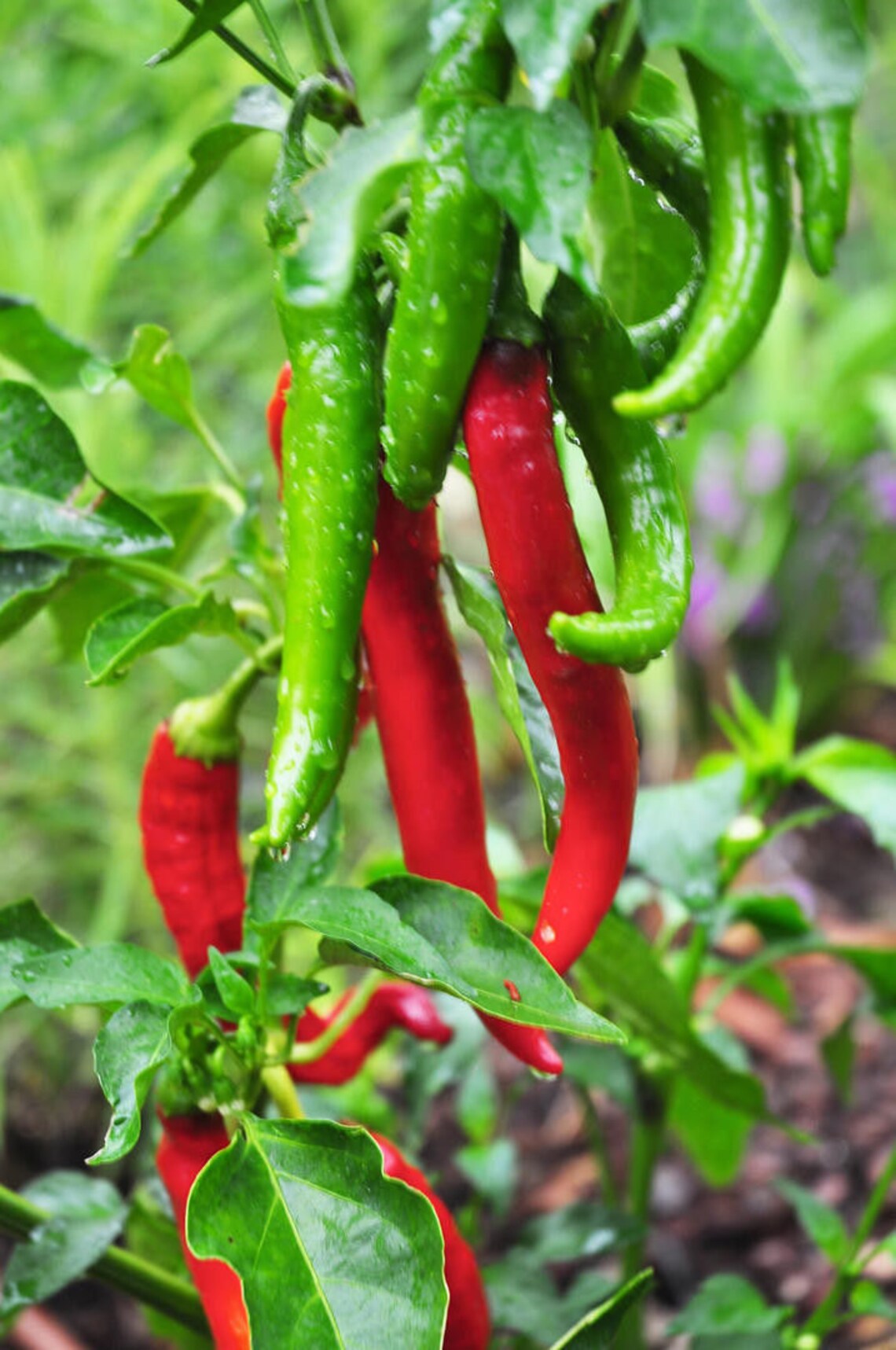 Two Live Plants Garden Salsa Pepper Plant NONGMO 4 Inch to 7 Etsy
