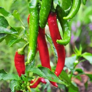 May include: Close-up of red and green chili peppers growing on a plant. The peppers are hanging from the branches and are surrounded by green leaves.