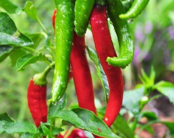 Two Live Plants Garden Salsa Pepper Plant NON-GMO 4 Inch to 7 Inch Tall In 3.5 Inch Pots Family Run Business Since 1957