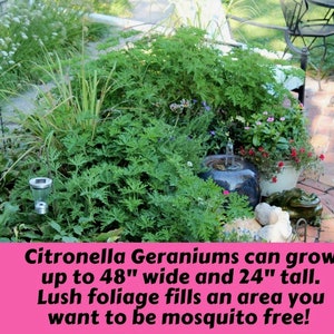 May include: A close-up of a lush green citronella geranium plant growing in a garden. The plant is surrounded by other plants and flowers, including a small fountain. The text on the image reads: "Citronella Geraniums can grow up to 48" wide and 24" tall. Lush foliage fills an area you want to be mosquito free!"