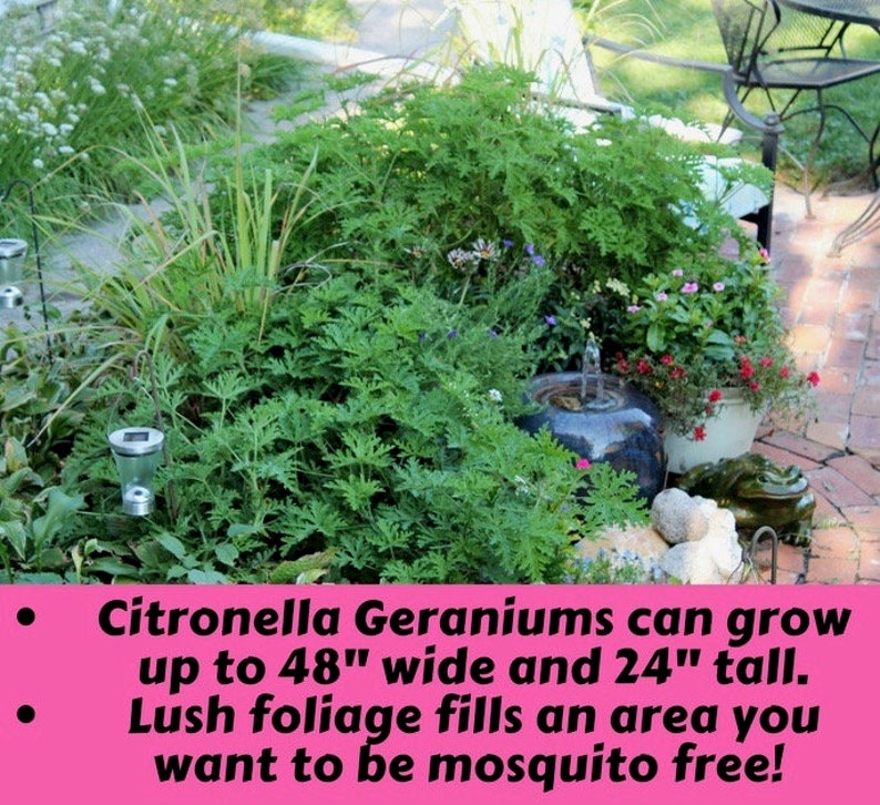 May include: A close-up of a lush green citronella geranium plant growing in a garden. The plant is surrounded by other plants and flowers, including a small fountain. The text on the image reads: "Citronella Geraniums can grow up to 48" wide and 24" tall. Lush foliage fills an area you want to be mosquito free!"