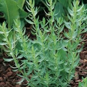 Puede incluir: Primer plano de un grupo de plantas verdes con hojas largas y estrechas. Las plantas est&aacute;n creciendo en un lecho de mantillo marr&oacute;n.