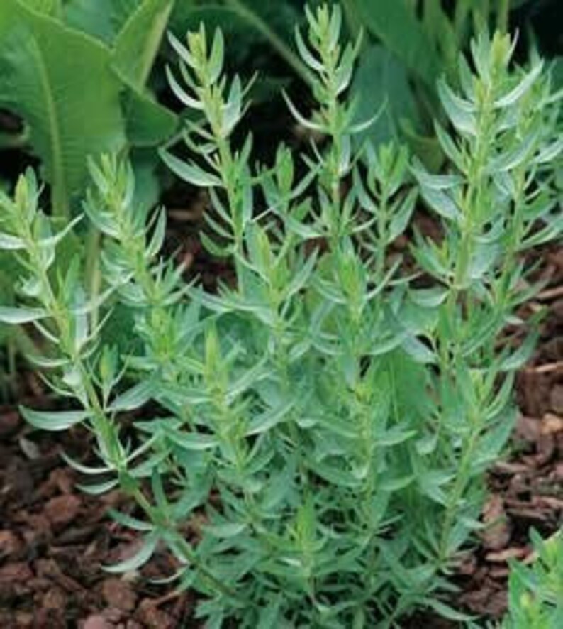 Puede incluir: Primer plano de un grupo de plantas verdes con hojas largas y estrechas. Las plantas est&aacute;n creciendo en un lecho de mantillo marr&oacute;n.
