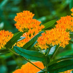 May include: A close-up of a cluster of bright orange butterfly weed flowers with green leaves. The flowers are in bloom and have a delicate, intricate structure.