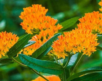 Butterfly Milkweed (Asclepias Tuberosa) | Two Live Perennial Plants | Non-GMO, Monarch Favorite, Super Hardy