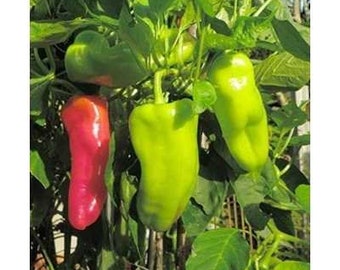 Deux plantes de poivre de Cubanelle - Sans OGM, Épice douce, cultivé aux États-Unis