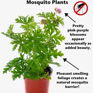 May include: A potted citronella geranium plant with green leaves and pink-purple blossoms. The plant is known to repel mosquitoes. The text "Citronella Geranium Mosquito Plants" is at the top of the image.  The text "Pretty pink-purple blossoms appear occasionally as added beauty." is on the right side of the image. The text "Pleasant smelling foliage creates a natural mosquito barrier!" is on the bottom right side of the image.