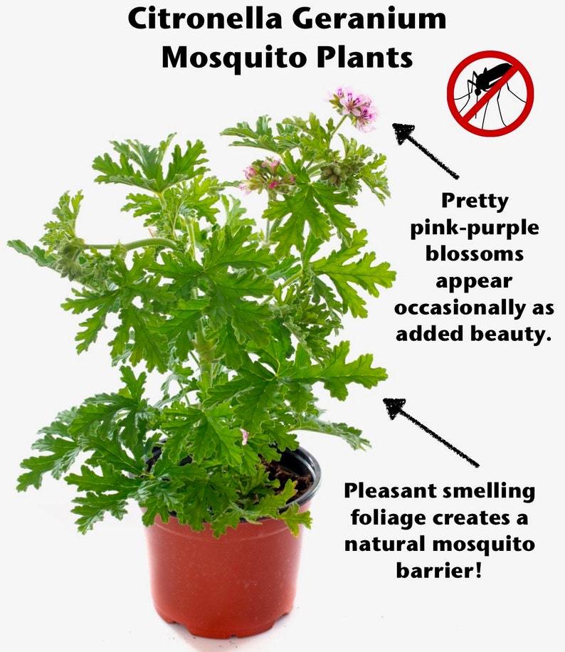 May include: A potted citronella geranium plant with green leaves and pink-purple blossoms. The plant is known to repel mosquitoes. The text "Citronella Geranium Mosquito Plants" is at the top of the image.  The text "Pretty pink-purple blossoms appear occasionally as added beauty." is on the right side of the image. The text "Pleasant smelling foliage creates a natural mosquito barrier!" is on the bottom right side of the image.