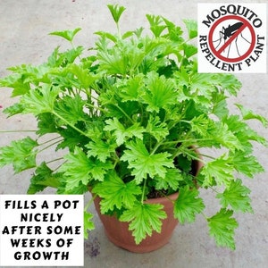May include: A potted green plant with the text "FILLS A POT NICELY AFTER SOME WEEKS OF GROWTH" and a red and white circle with the text "MOSQUITO REPELLENT PLANT" and a mosquito with a red slash through it.